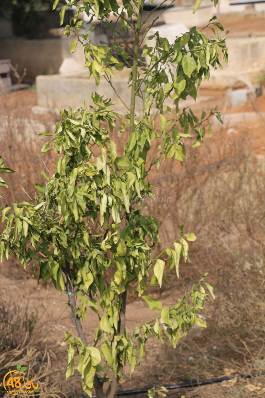 trees on tasoo (5).jpg